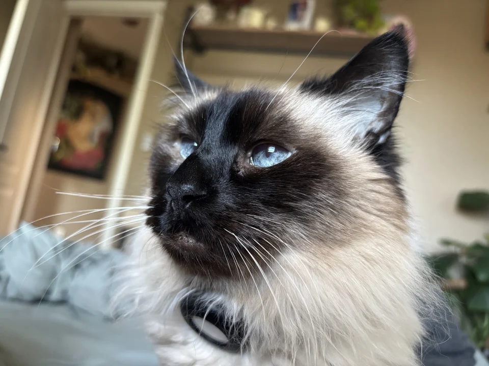 Belvedere, a fluffy seal-point cat with bright blue eyes and a dark face