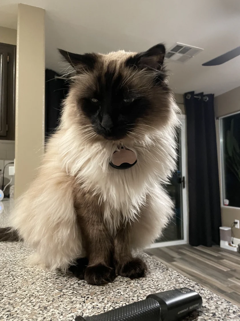 Belvedere seated, showing his cream coat, dark face and paws, and fluffy ruff